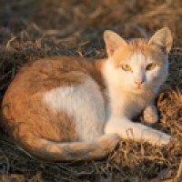 WHO reported influenza A(H5N1) identified in cats across Poland