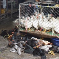 New study highlighted importance of bird flu surveillance in live bird markets