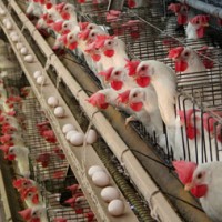 Human infection with Avian influenza A(H3N8) virus reported by China