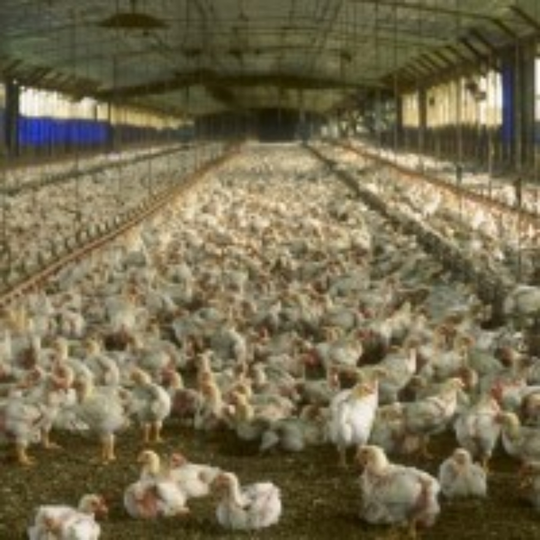 USDA confirmed highlypathogenic Avian influenza in Wisconsin