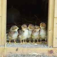 Fourth backyard flock tested positive for highly pathogenic avian influenza in Oregon