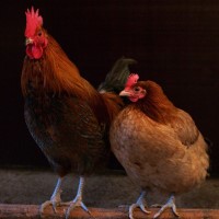 USDA confirmed highly pathogenic Avian influenza in New Jersey