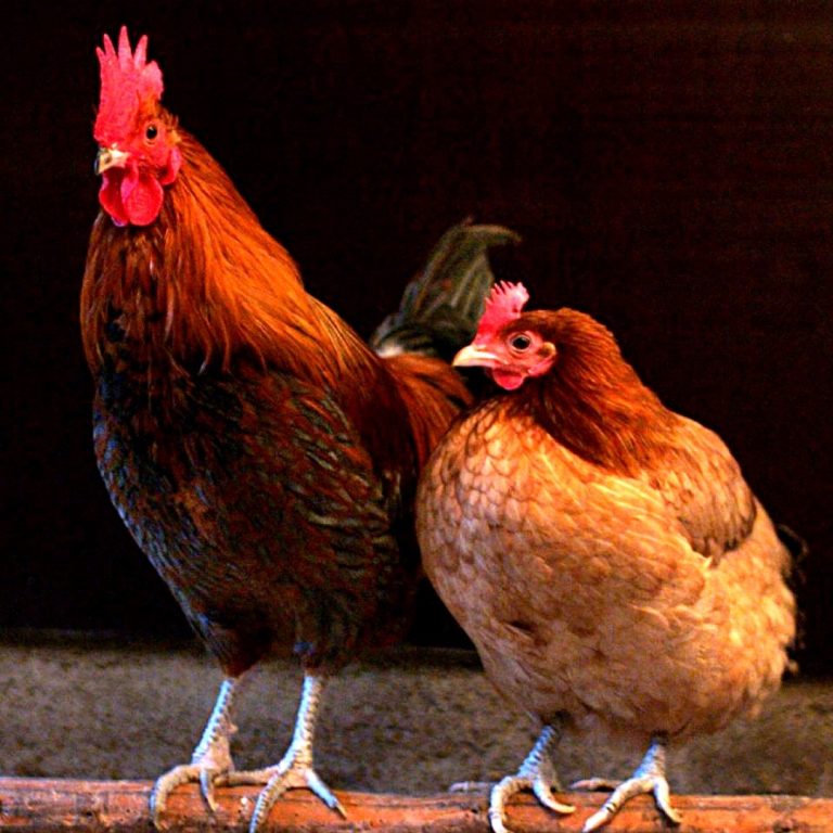 USDA confirmed highly pathogenic Avian influenza in Nevada