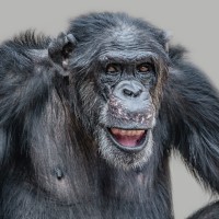 NIH announced it would no longer support biomedical research on chimpanzees