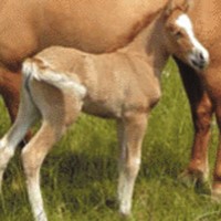 The world’s first cloned horse was born