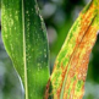 The Southern Corn Leaf Blight swept across the South