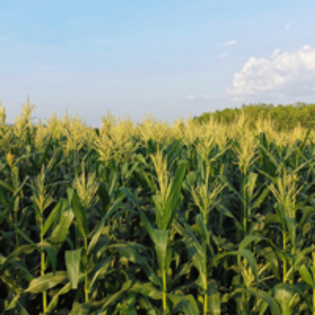 Genetically modified corn does not damage non-target organisms