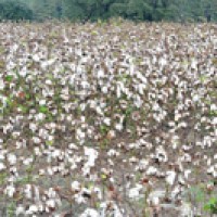 Breeders crossbreed cotton, developing hundreds of varieties with superior qualities