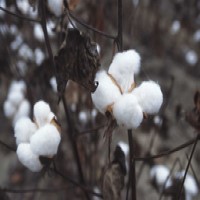 USDA researchers developed naturally fire-resistant cotton lines