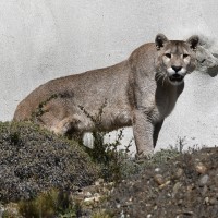 USDA confirmed COVID-19 in a cougar and tiger at a wild animal exhibitor in Texas