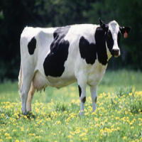 The first recombinant DNA vaccine for livestock was developed