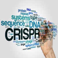 U.S. patent appeal board ruled against University of California in CRISPR interference