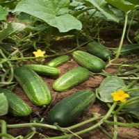 The genome of the cucumber was sequenced