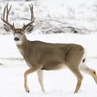 Mule deer tested positive for chronic wasting disease in Yellowstone National Park