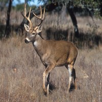 Report published in PNAS detailed spread and evolution of SARS-CoV-2 in white-tailed deer across the U.S.