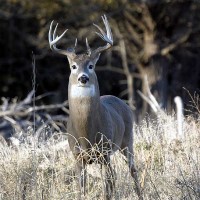 Possible case of deer-to-human SARS-CoV-2 transmission