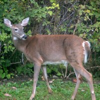 USDA provided more than $12 million in funding to control and prevent chronic wasting disease