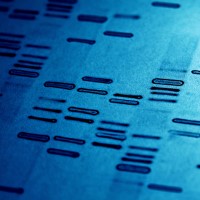 The restriction fragment length polymorphism (RFLP) technique, which is a DNA analysis technique, is used in cancer research