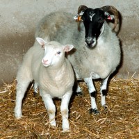 A sheep named Dolly in Scotland becomes the first animal cloned from an adult cell