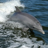 25-year dolphin study revealed factors contributing to aging rates in long-lived mammals