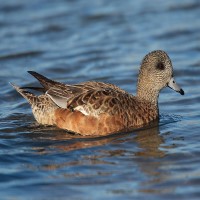 USDA confirmed highly pathogenic avian influenza in a wild bird in South Carolina