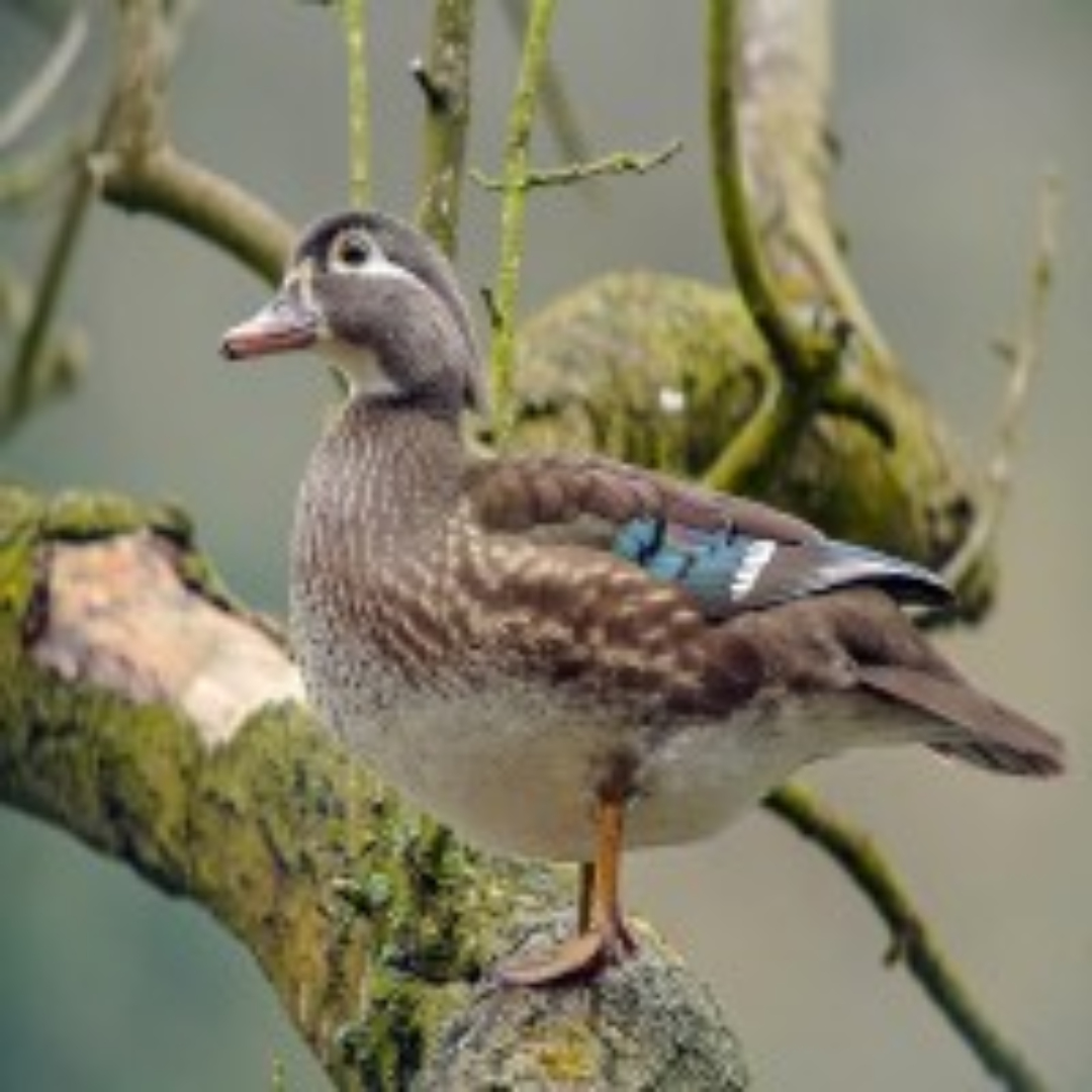 USDA increased efforts to protect U.S. poultry and expanded wild bird surveillance for Avian influenza