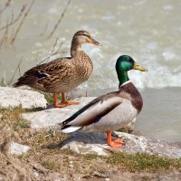 USDA dashboard showed broad view of Avian influenza sampling results in wild birds