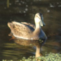 Highly pathogenic Avian influenza confirmed in Columbia County, Oregon.