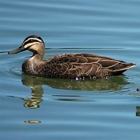 USDA confirmed highly pathogenic Avian influenza in Florida