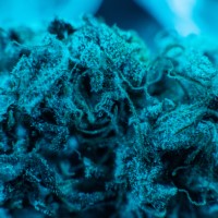 Chemicals similar to those found in cannabis can inhibit bacterial virulence