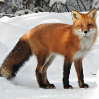 France reported bird flu in foxes near Paris