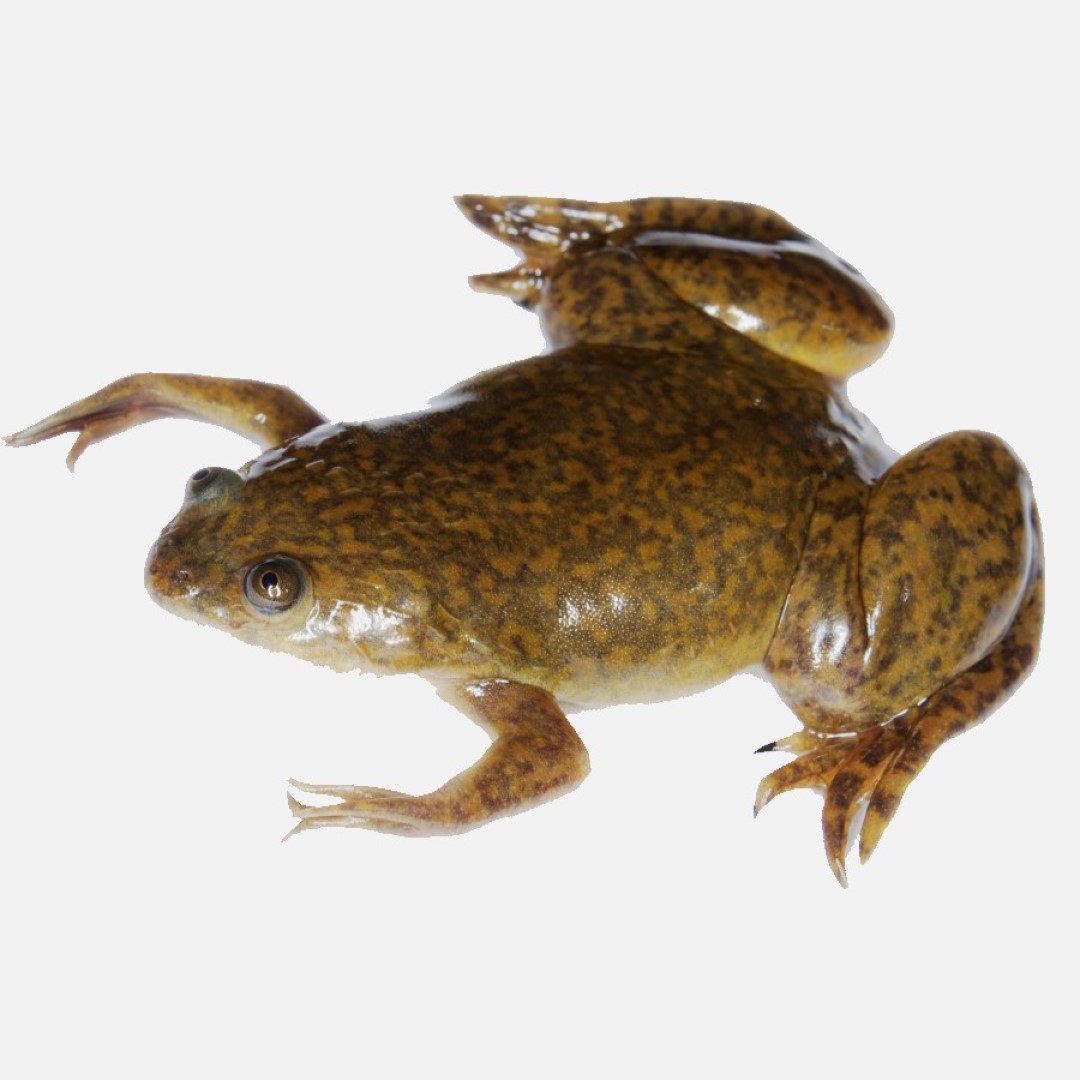 Scientists regrow frogﾒs lost leg