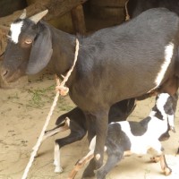 Goat tested positive for same influenza virus affecting poultry in Stevens County, Minnesota