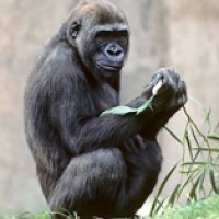 Draft sequence of the gorilla genome was published