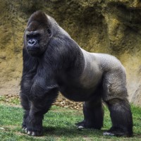 The USDA confirmed COVID-19 in gorillas at San Diego Zoo Safari Park