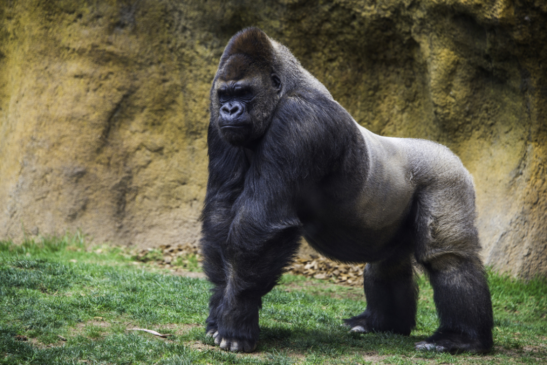 Atlanta Zoo’s western lowland gorillas tested presumptive positive for COVID-19