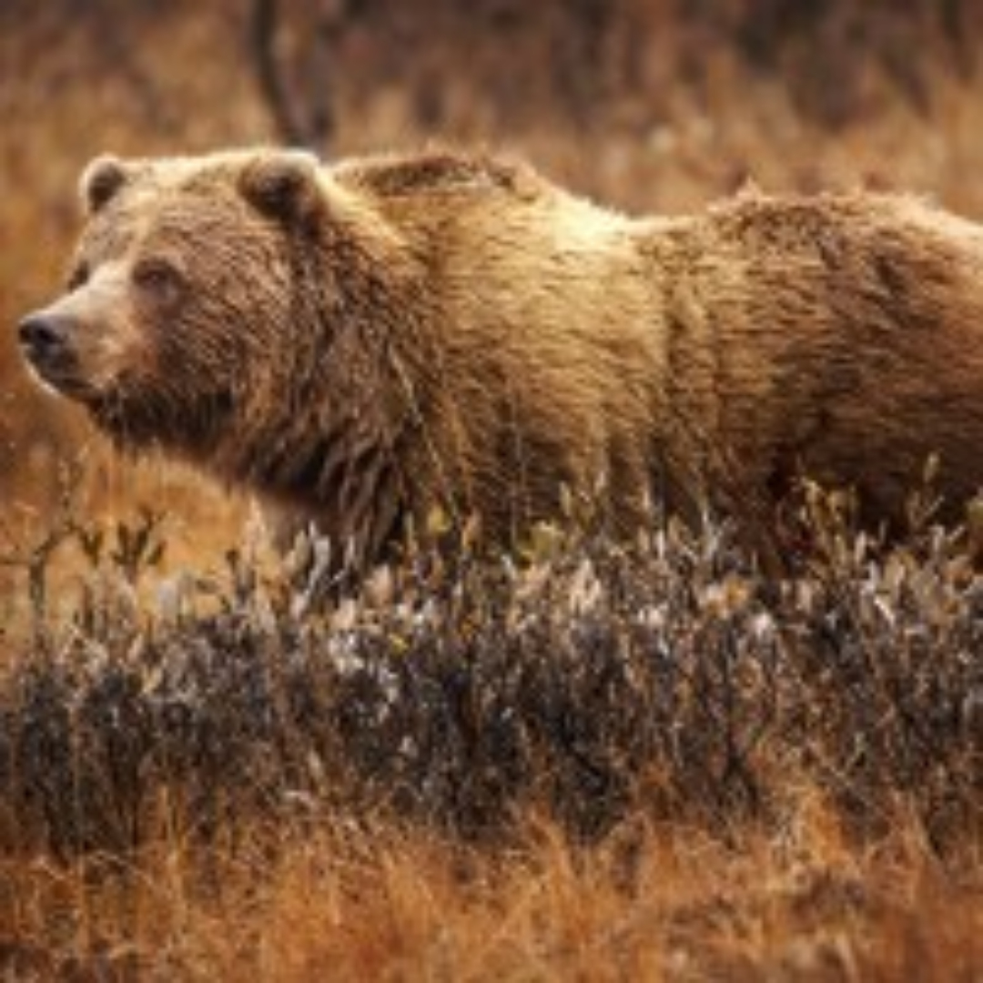 Three grizzly bears tested positive for highly pathogenic avian influenza in Montana