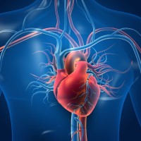 SARS-CoV-2 infects coronary arteries, increases plaque inflammation