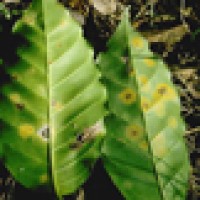 Hemileia vastatrix, a microbial disease deadly to coffee trees, wipes out the coffee industry in Ceylon