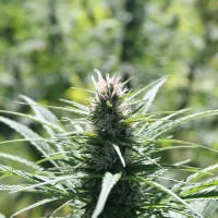 USDA approved genetically modified hemp plant to reduce THC and CBC levels