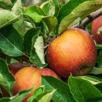 Honeycrisp apple cultivar developed at the Minnesota Ag Experiment Station at the University of Minnesota