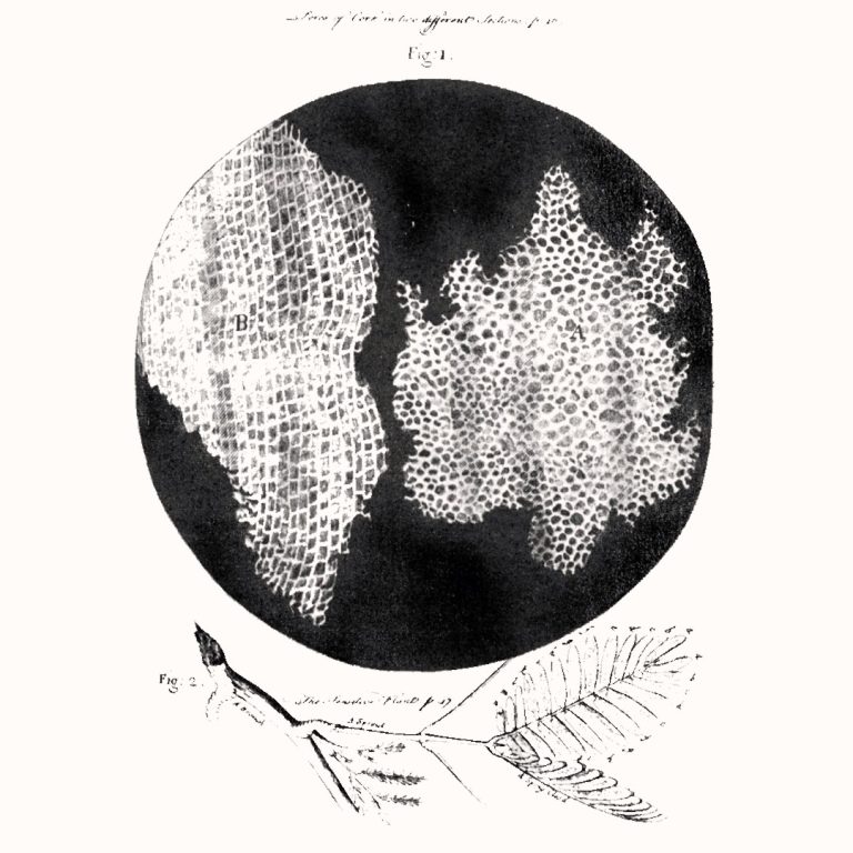 Robert Hooke published Micrographia that describes cells for the first time