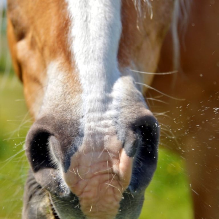 Neurolgic Form of Equine Herpes Virus Confirmed Following Texas Event