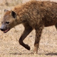 The USDA confirmed COVID-19 in Hyenas at a Colorado Zoo