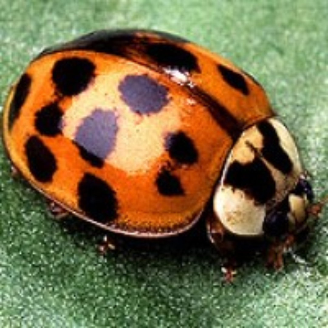 The vedalia beetle (aka lady bug) introduced from Australia to California to control cottonycushion scale