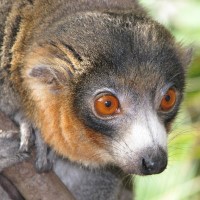 The Duke University Primate Center (Duke Lemur Center) was established