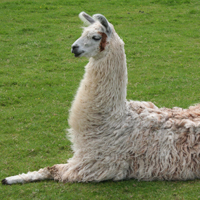 Llama antibody engineered to block Coronavirus