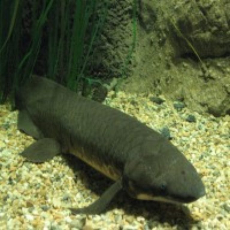 Sequenced genome of the Australian lungfish 14x larger than human genome