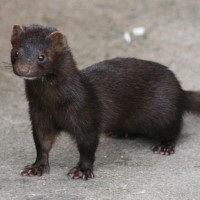 USDA issued a conditional license for mink Coronavirus