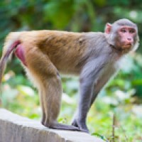 Oregon Regional Primate Research Center was founded